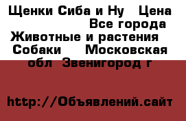 Щенки Сиба и Ну › Цена ­ 35000-85000 - Все города Животные и растения » Собаки   . Московская обл.,Звенигород г.